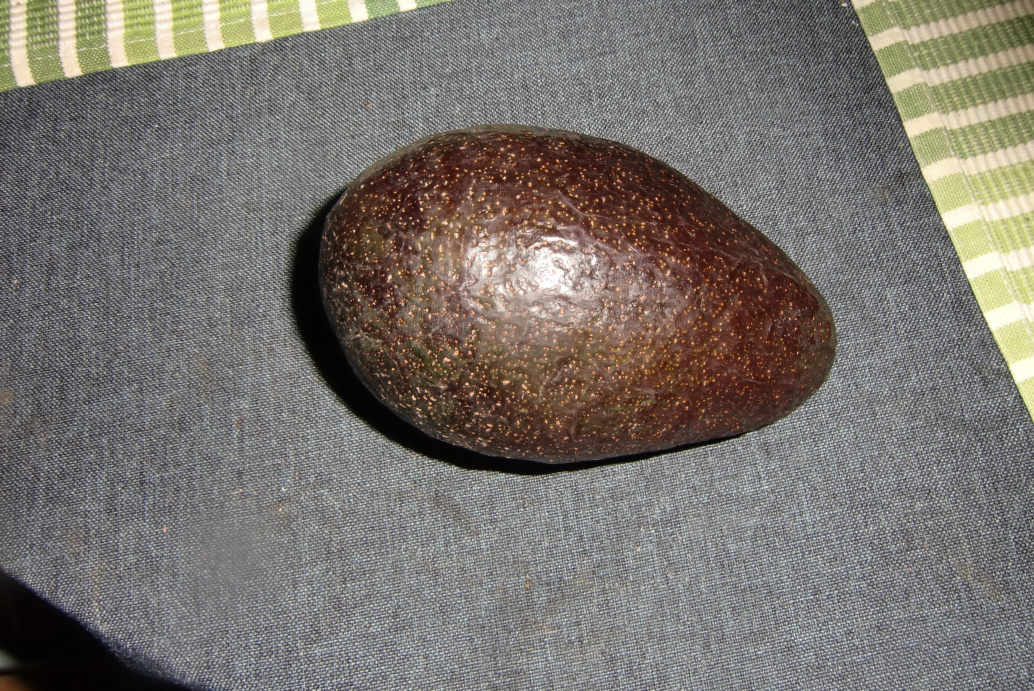 Avocado (6)