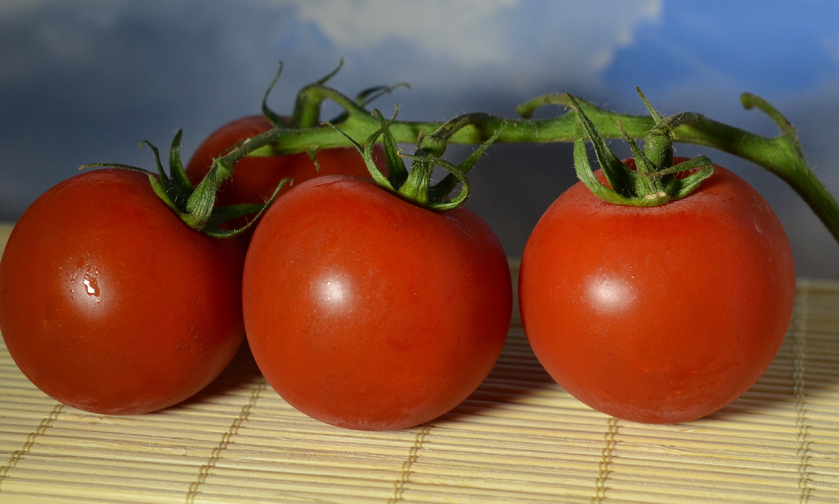 Tomaten--16-
