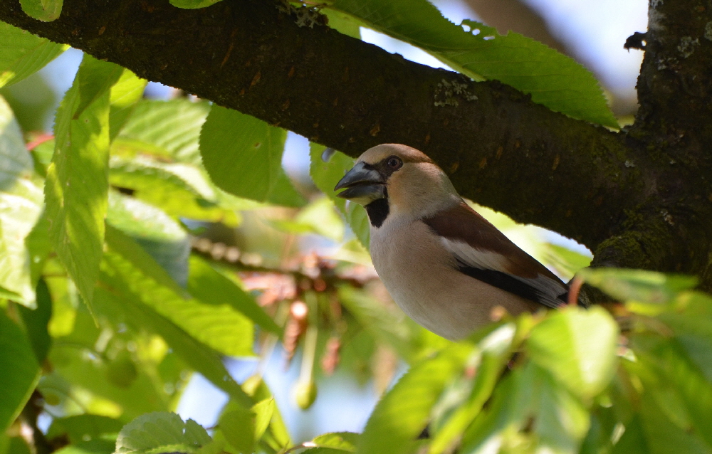 Der Kernbeier (Coccothraustes coccothraustes), auch als Knig der Finken bezeichnet (1)