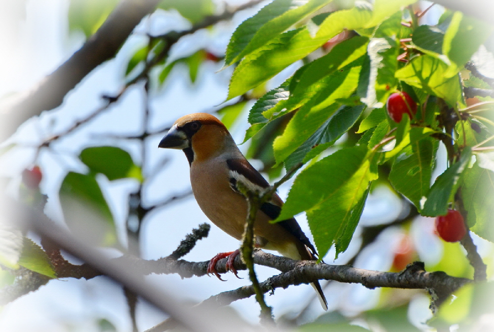 Der Kernbeier (Coccothraustes coccothraustes), auch als Knig der Finken bezeichnet (31)