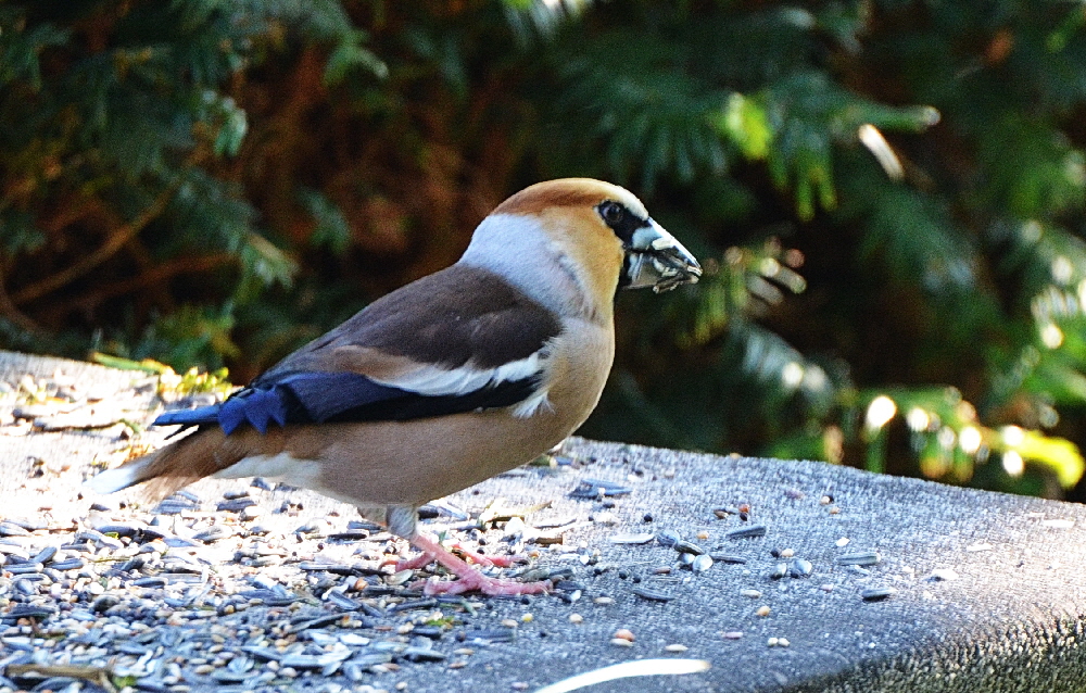 Der Kernbeier (Coccothraustes coccothraustes), auch als Knig der Finken bezeichnet (51)